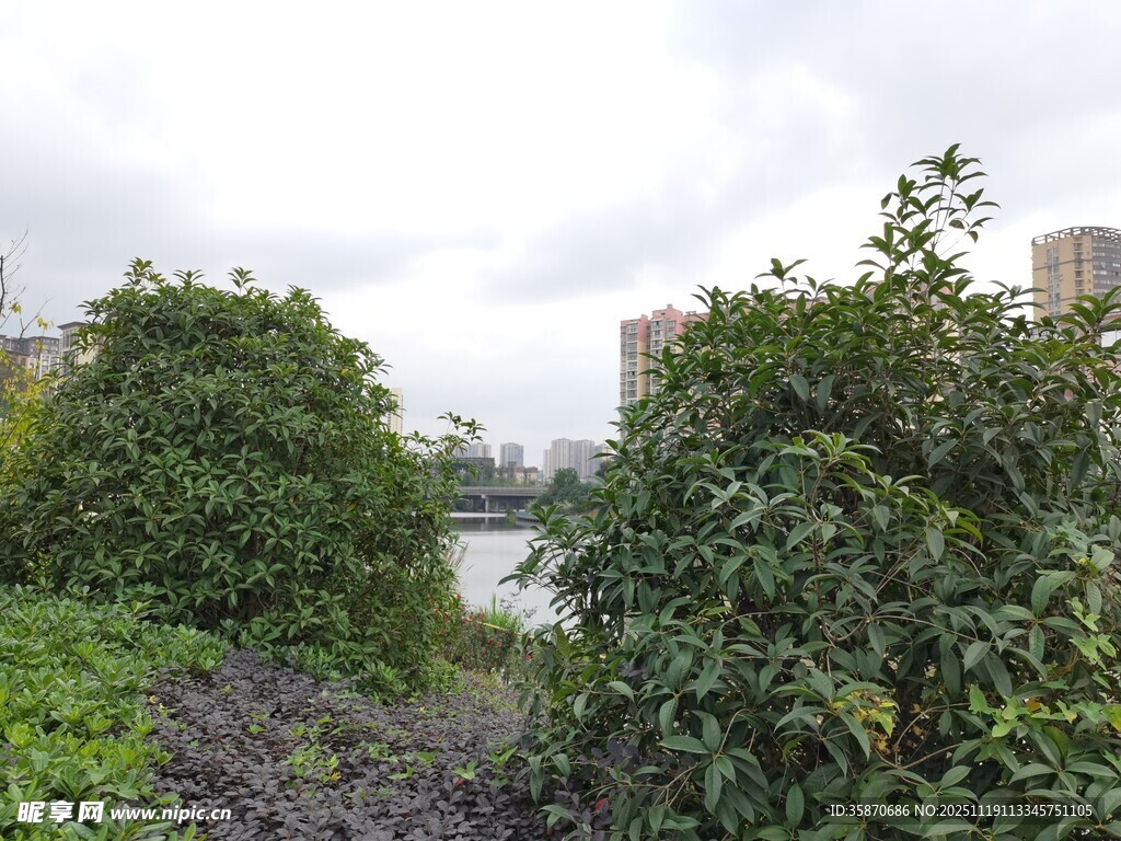 城市绿植景观