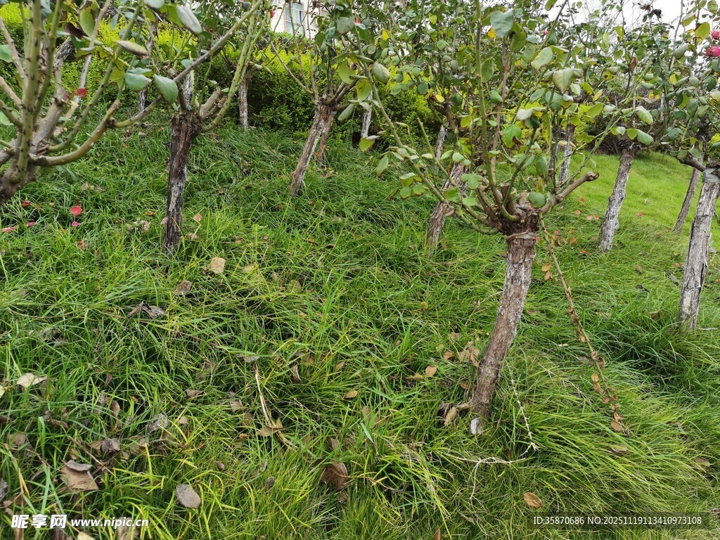 山坡上的果树种植场景