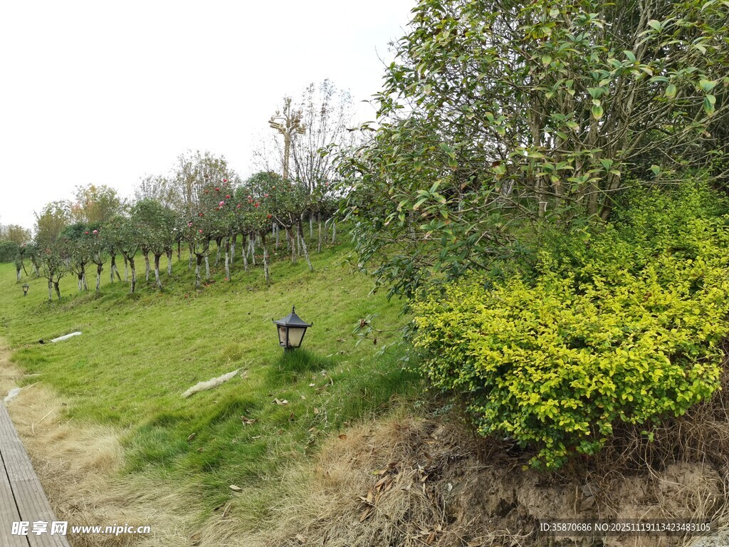 春日郊野绿植景观