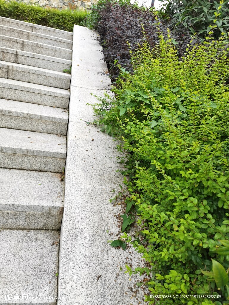 石阶旁绿意盎然的景致