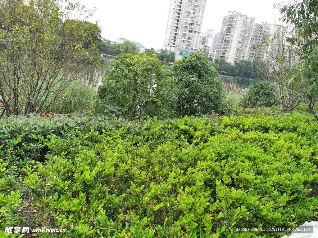 城市中的绿意盎然植物景观