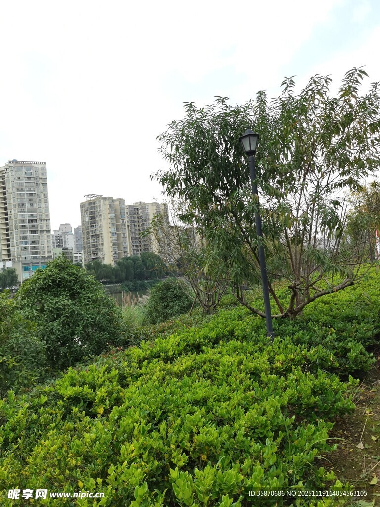 城市边的绿意盎然景观