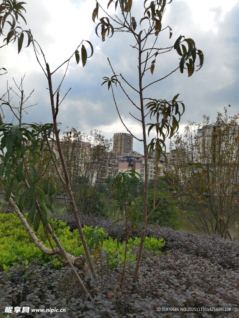 田野中的绿植与远处建筑