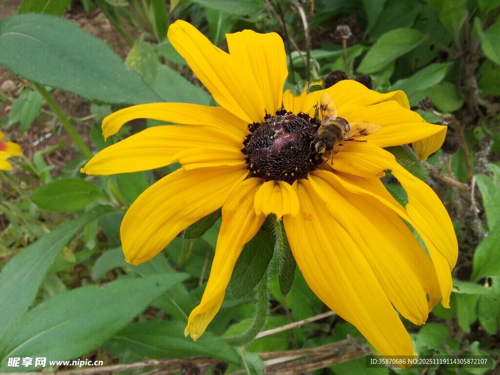 黄色黑心菊上的蜜蜂