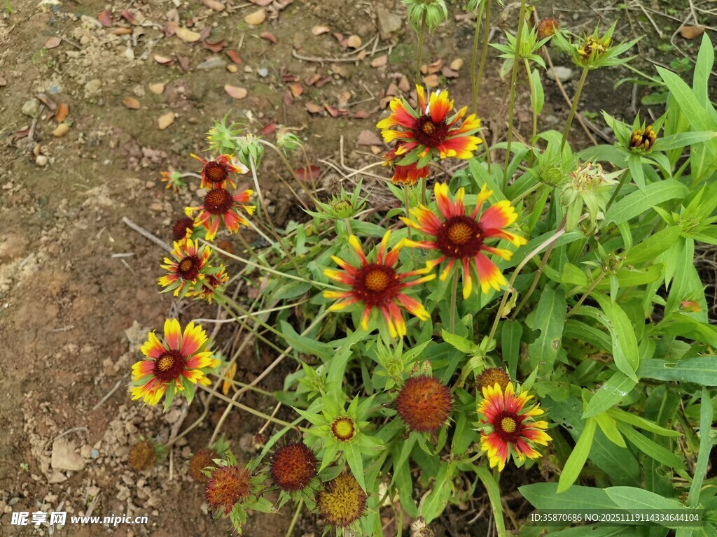 艳丽天人菊绽放于土地