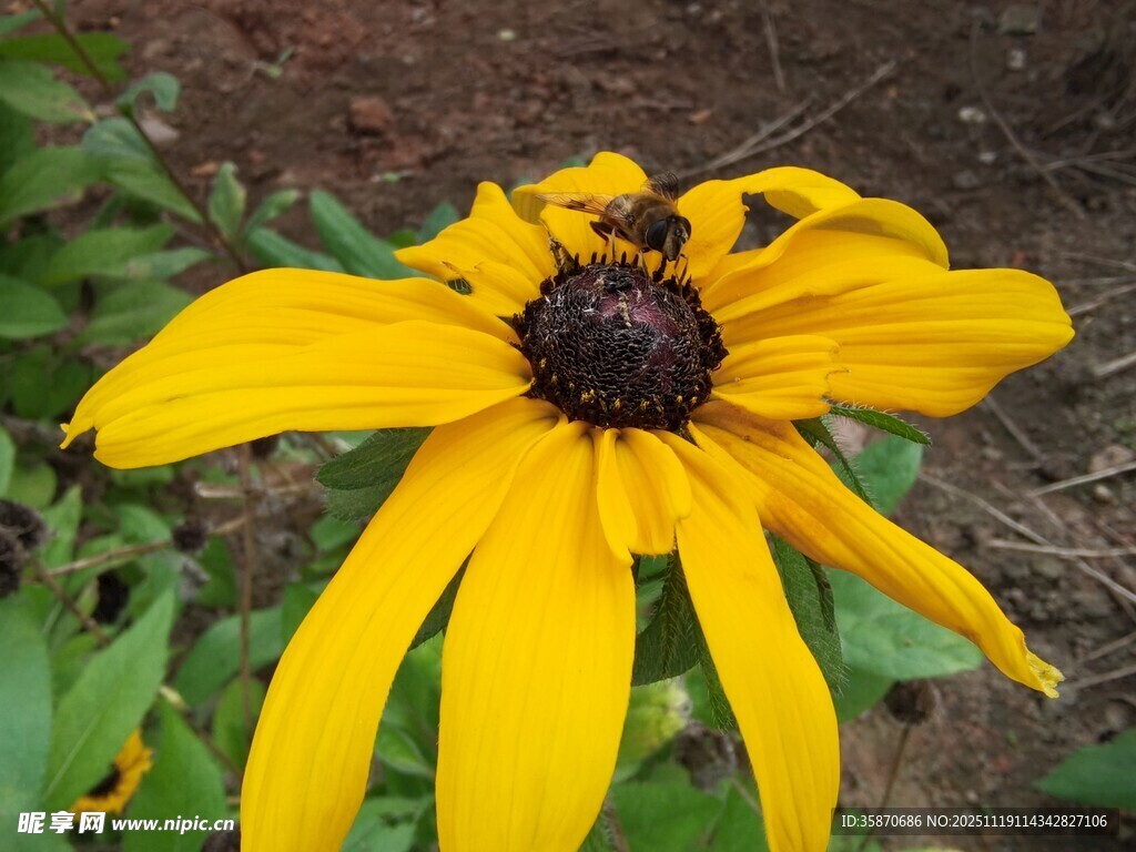 黄色黑心菊上的小昆虫
