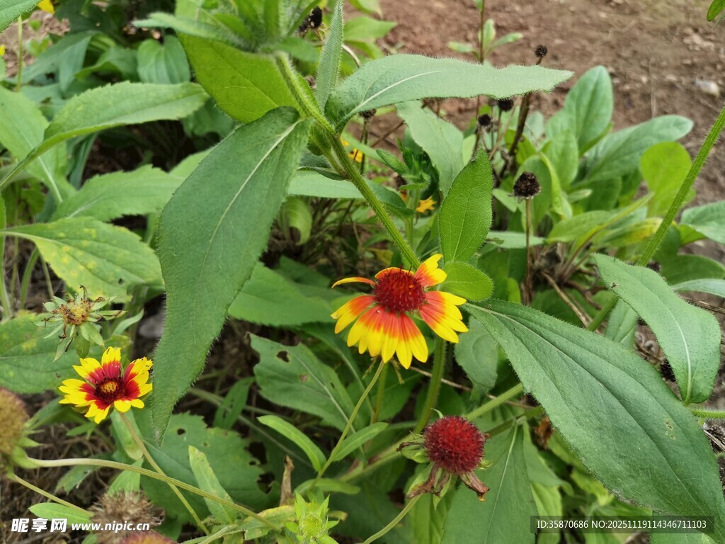 两朵艳丽黑心菊绽放
