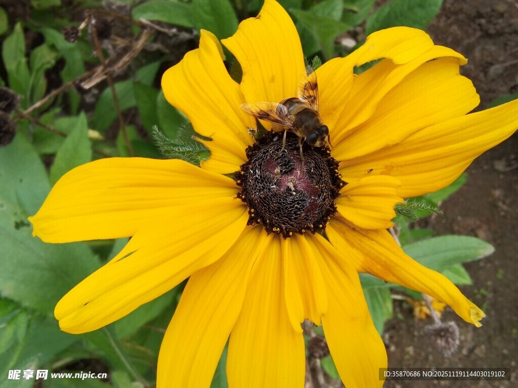 黄色花朵上的蜜蜂