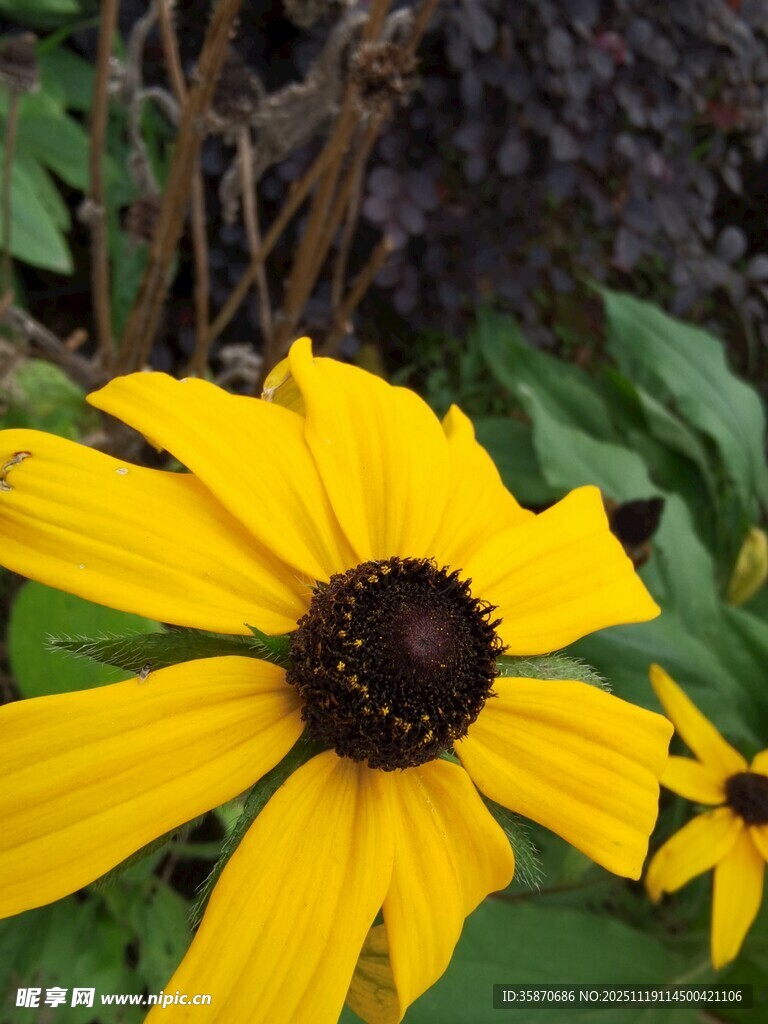 黄色黑心菊绽放