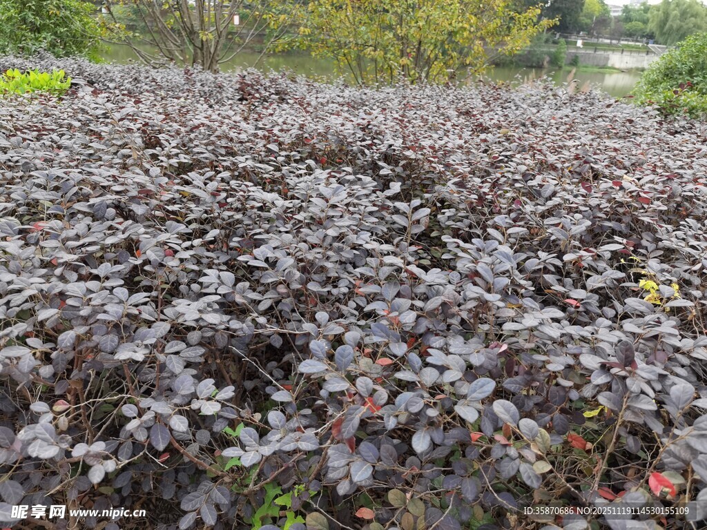 紫叶植物景观