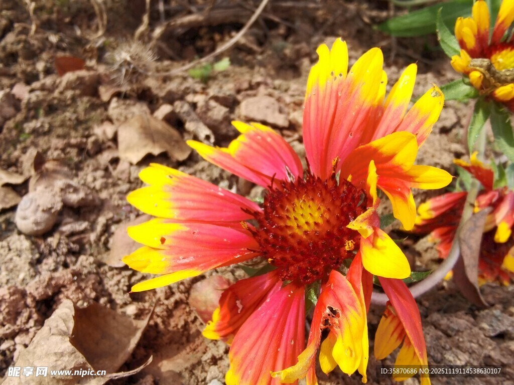 艳丽天人菊绽放于泥土间