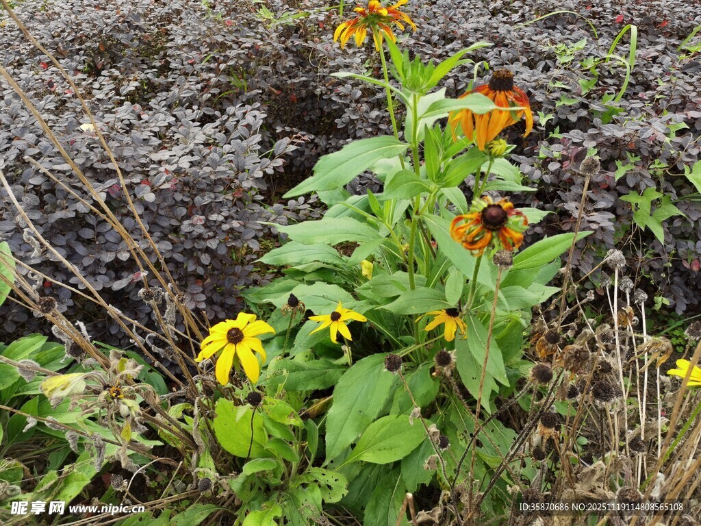 野外绽放的黄色黑心菊花