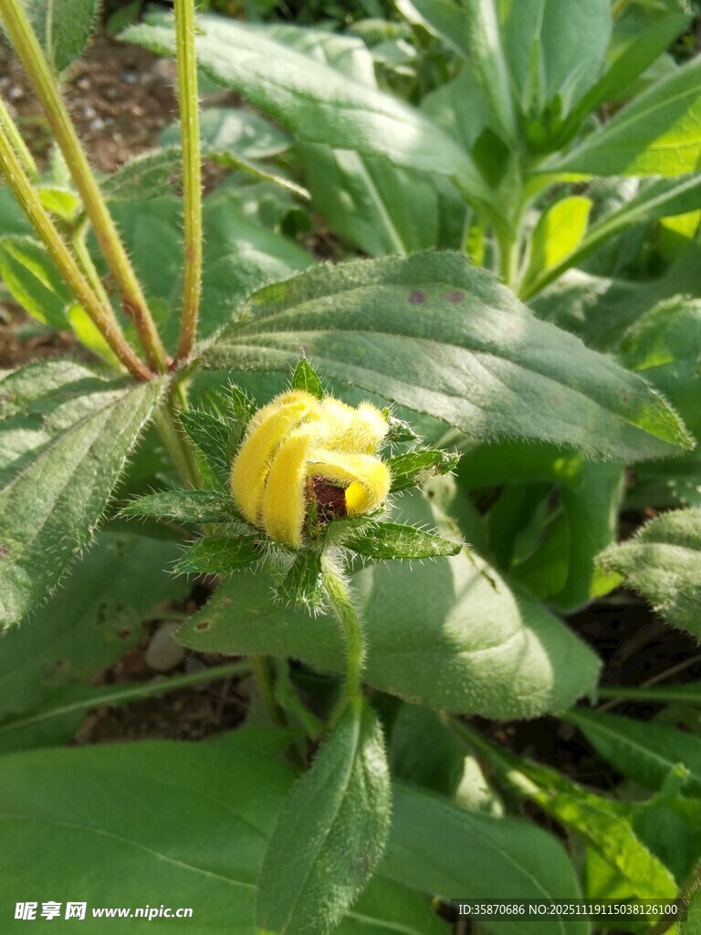 黄色花朵绽放绿叶间