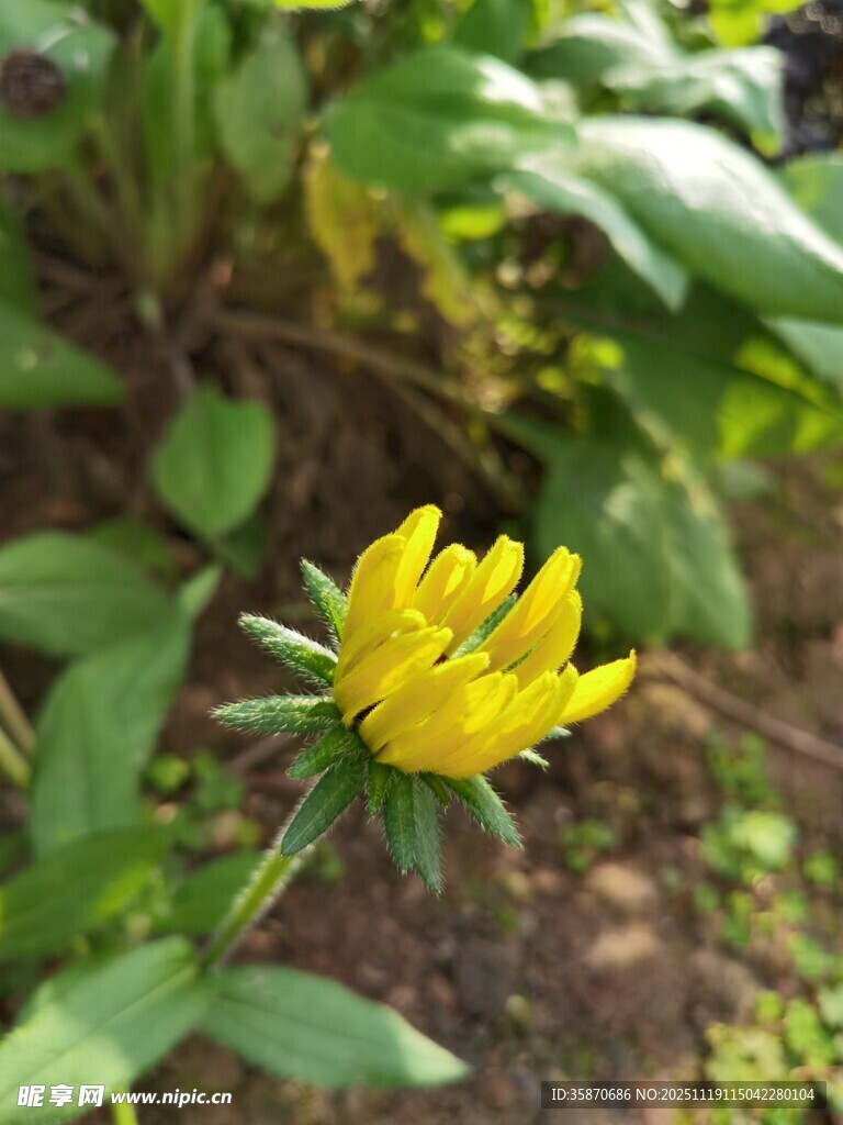 黄色小花绽放于绿叶间