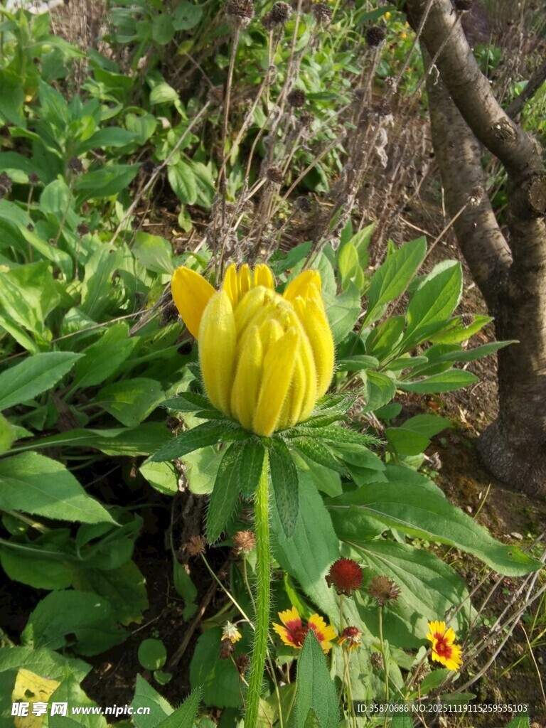 黄色花卉绽放于绿叶间