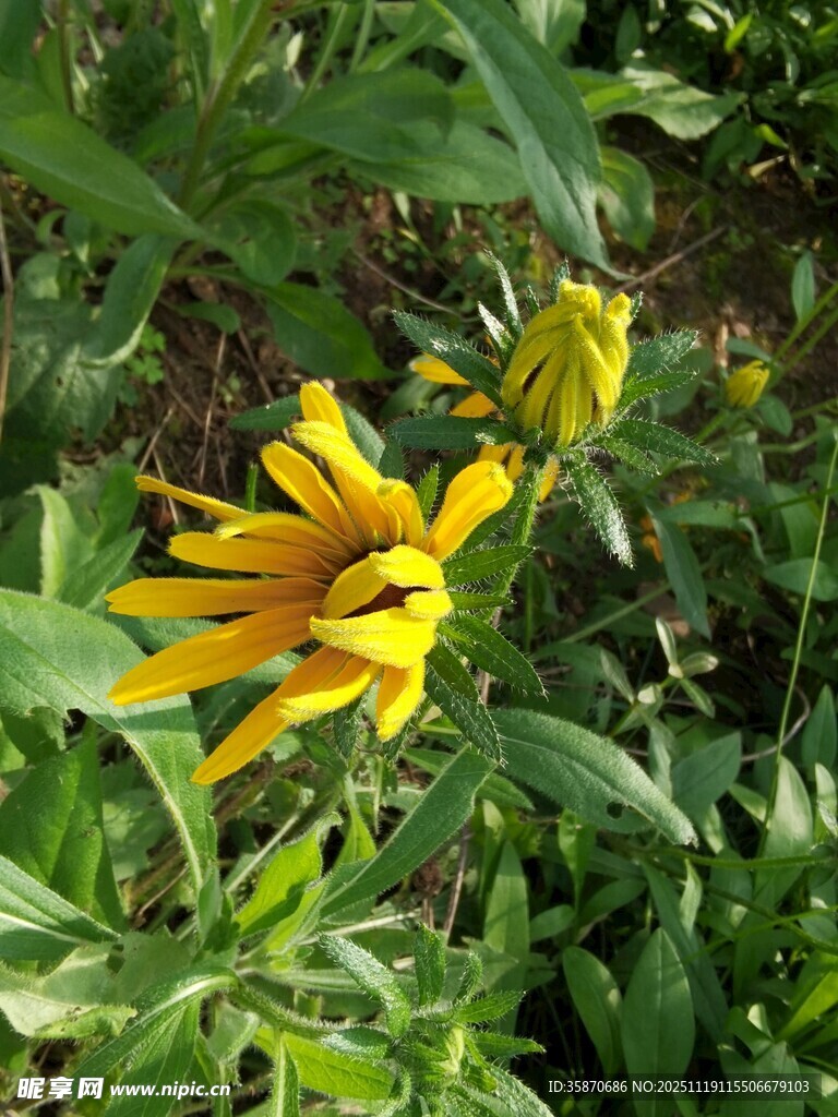 黄色黑心菊绽放于绿叶间