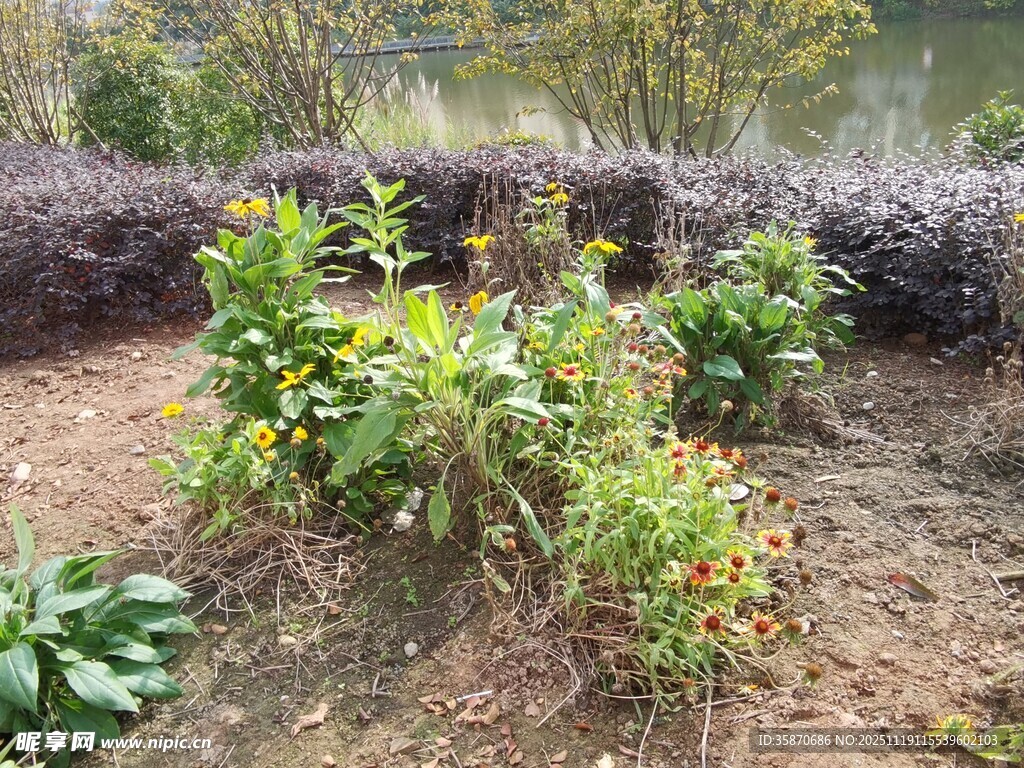 花园中的多彩植物景观