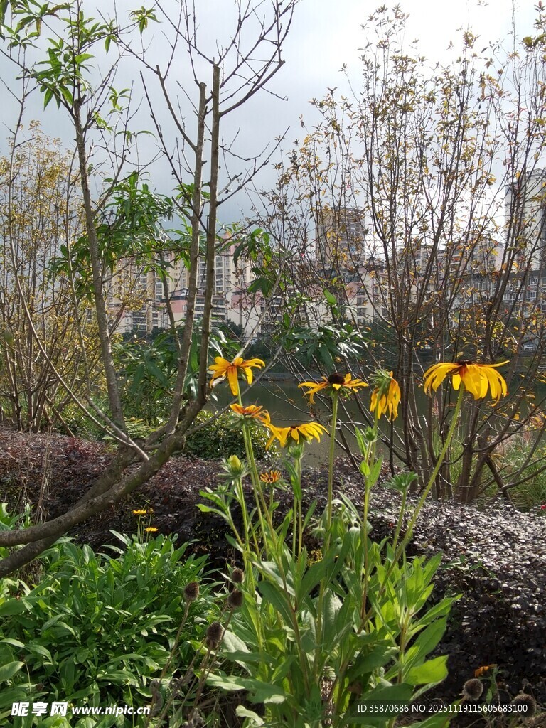 户外绿植间的黄色小花