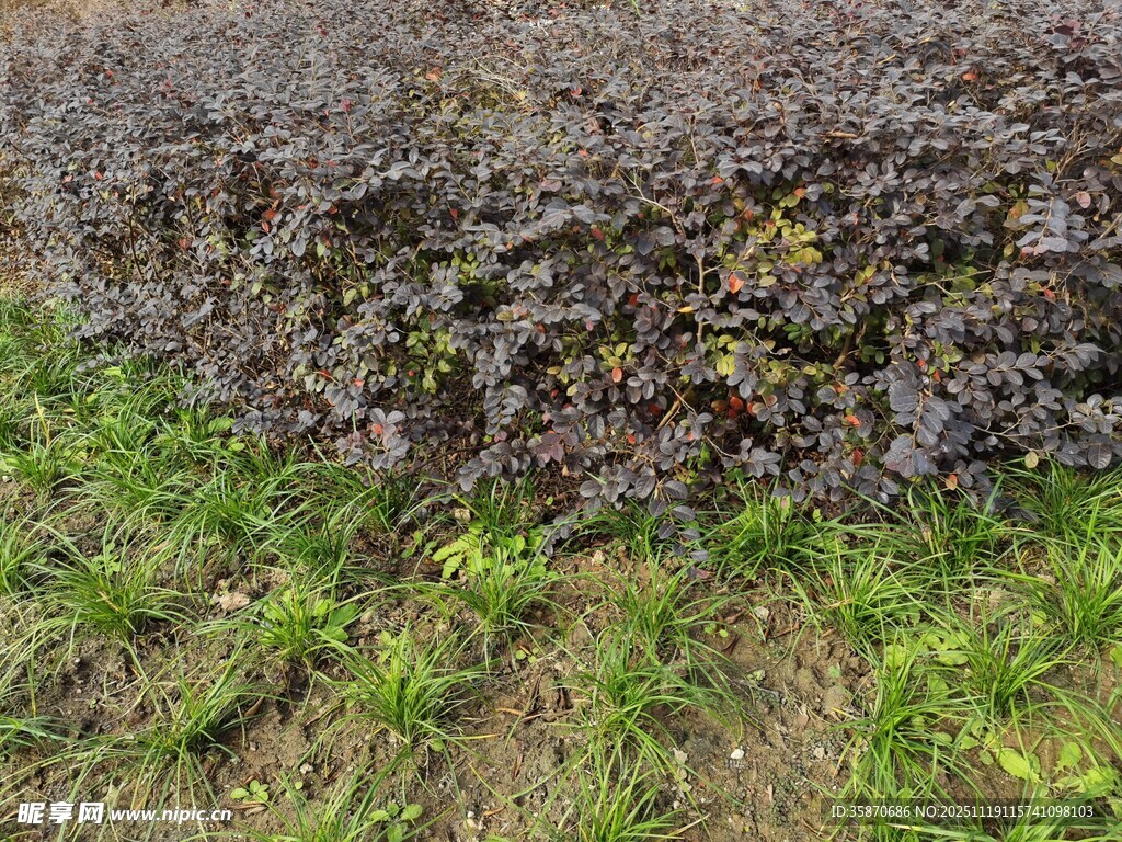 土壤中的绿植与石块