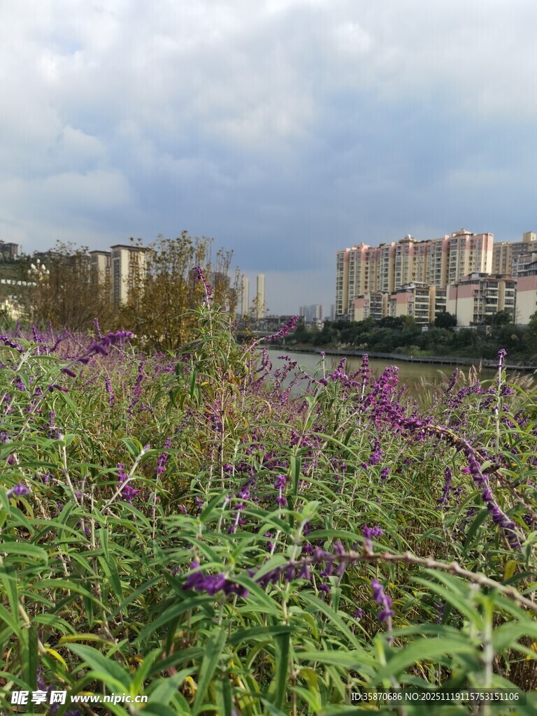 紫色野花与远处楼房景观
