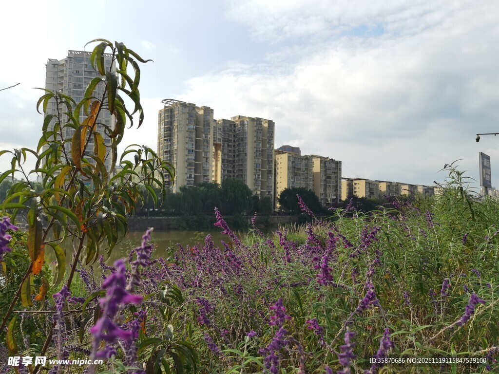 城市边的紫色野花与高楼