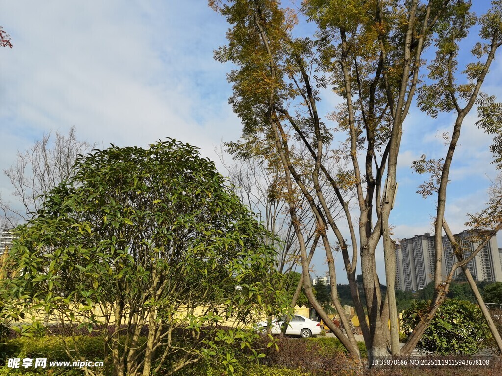 户外繁茂树木景观