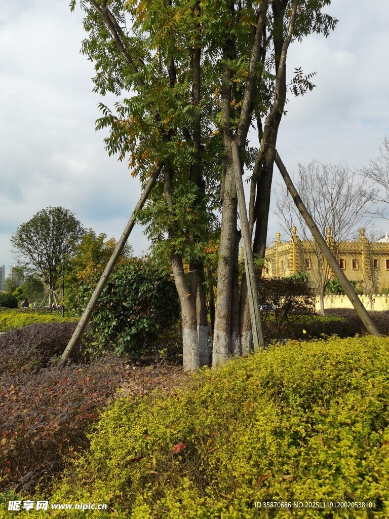 户外绿植景观树木与灌木