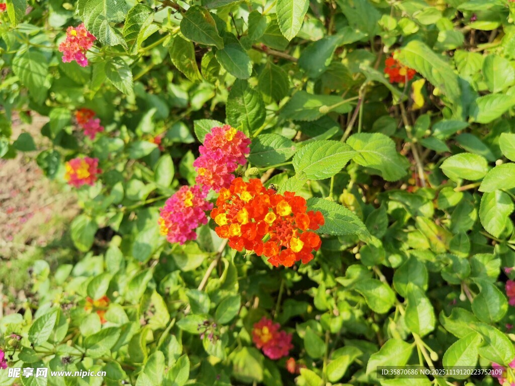 多彩马缨丹绽放绿意间