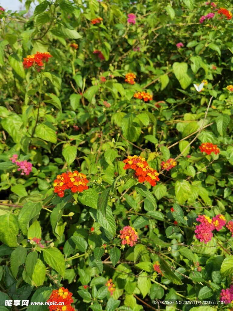 多彩花卉绽放绿意间