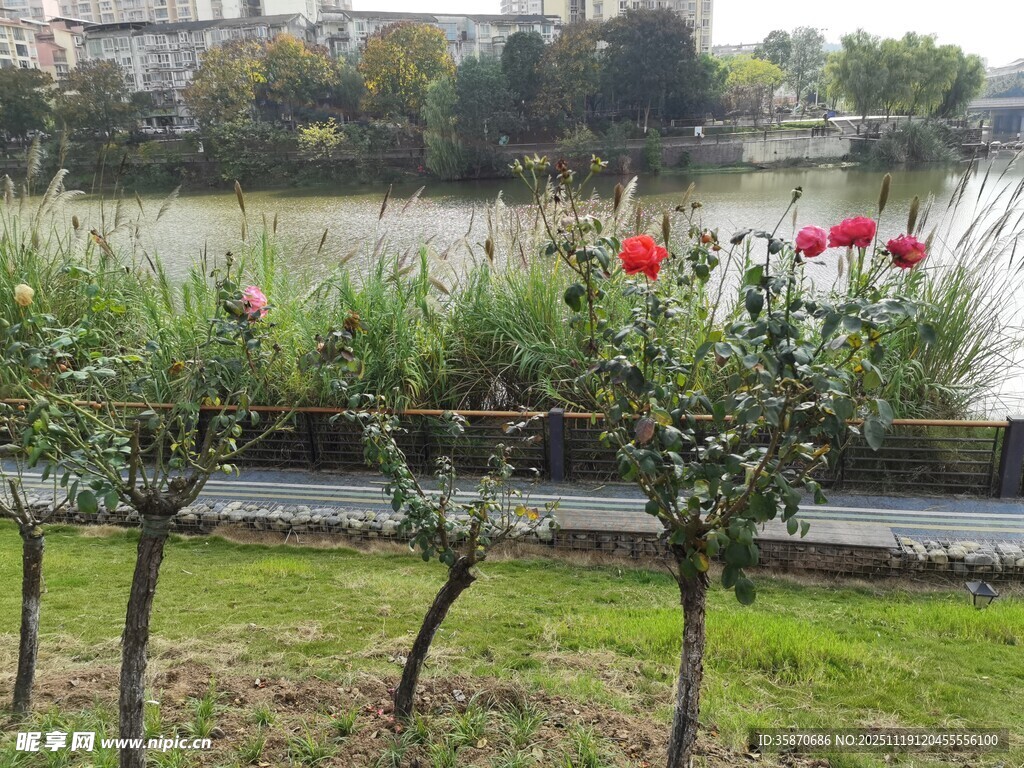 湖畔绽放的娇艳红玫瑰