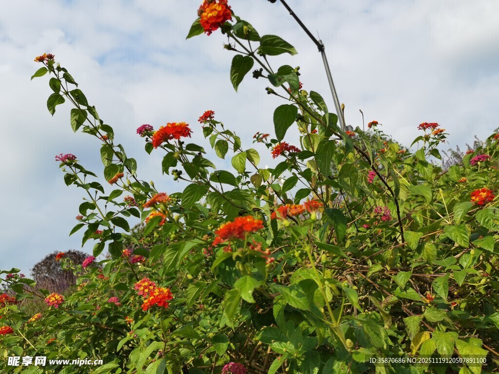 艳丽红花绽放于绿叶间