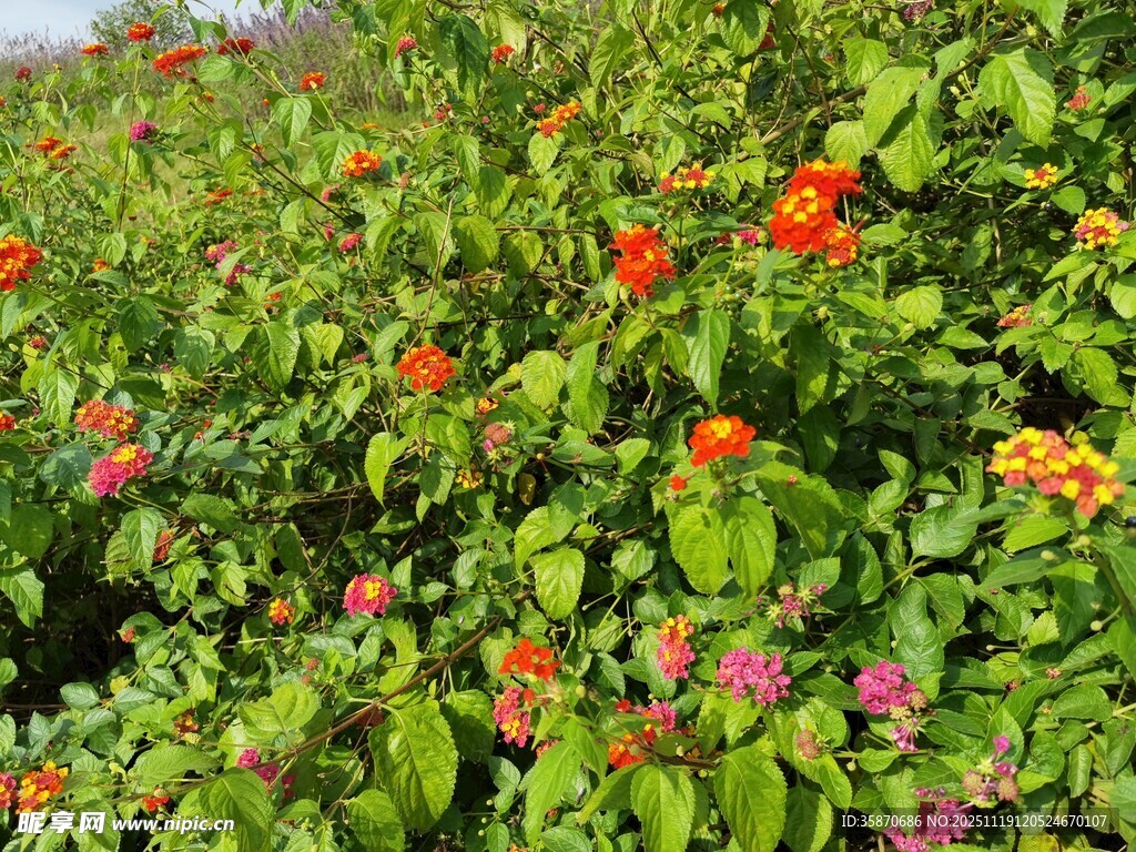 多彩花卉绿植景观
