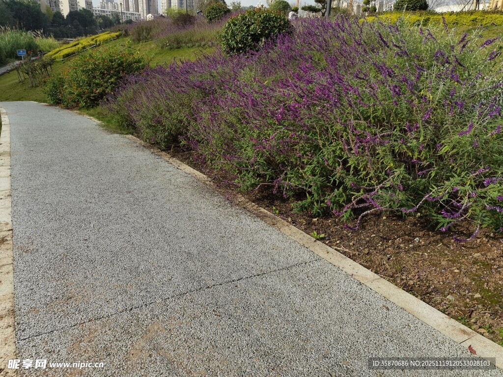 路边盛放的紫色花卉景观
