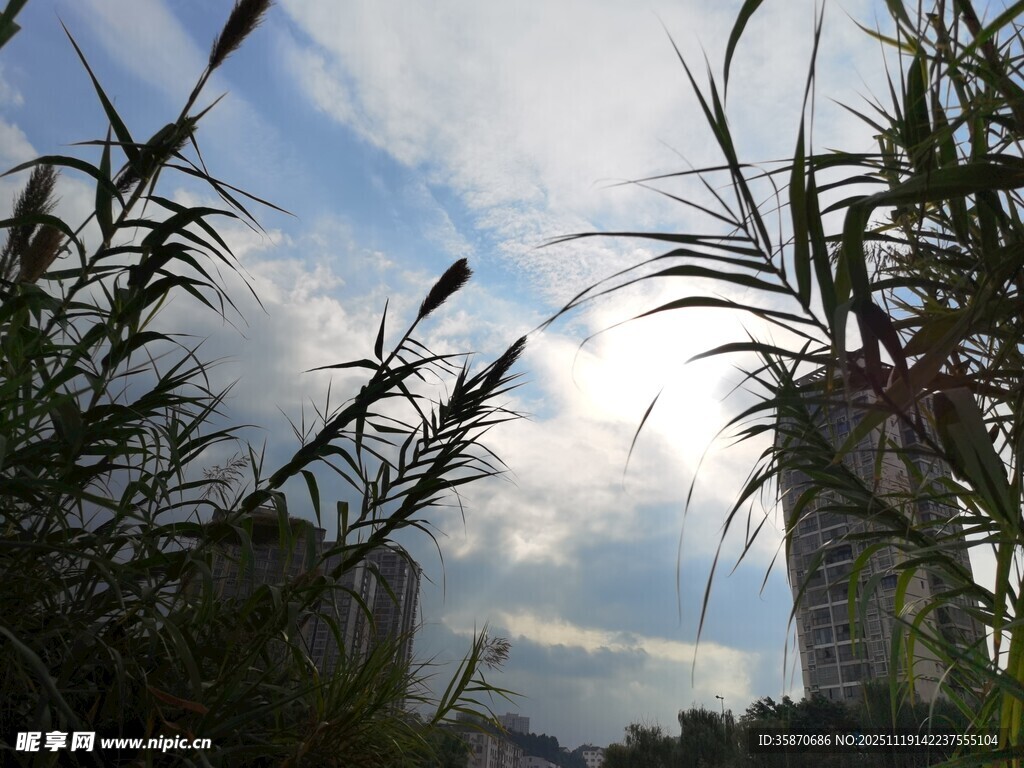 蓝天芦苇间的城市景致