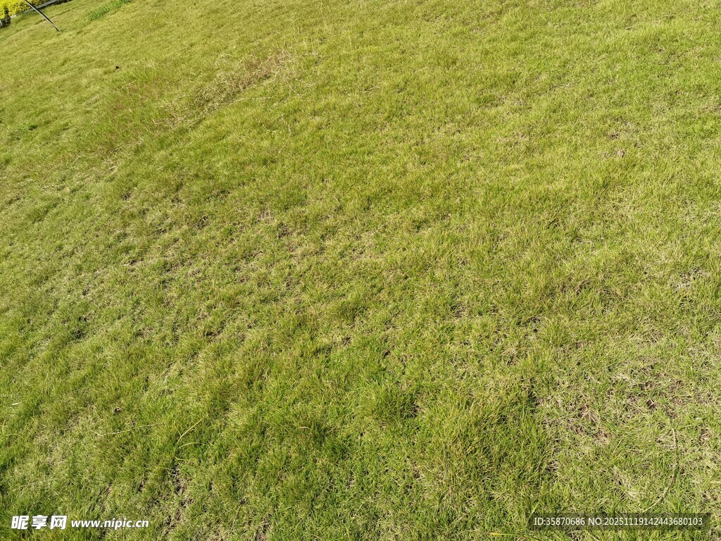 翠绿草地清新自然景象