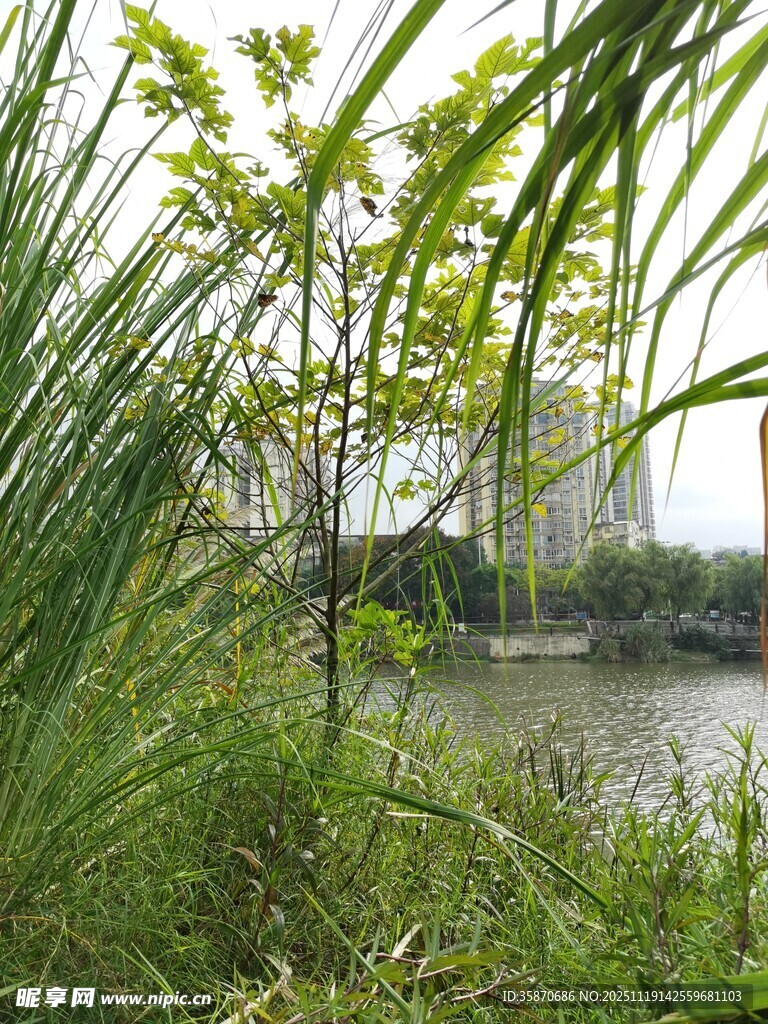 湖畔绿植间的城市远景