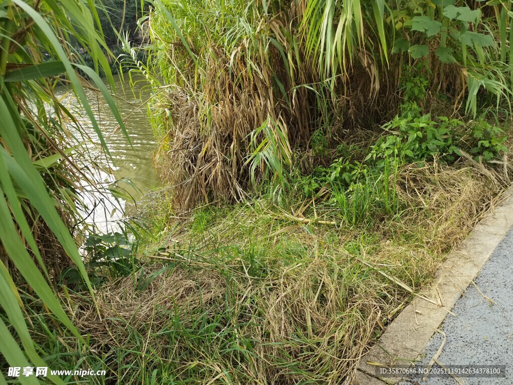 路边河畔的繁茂绿植