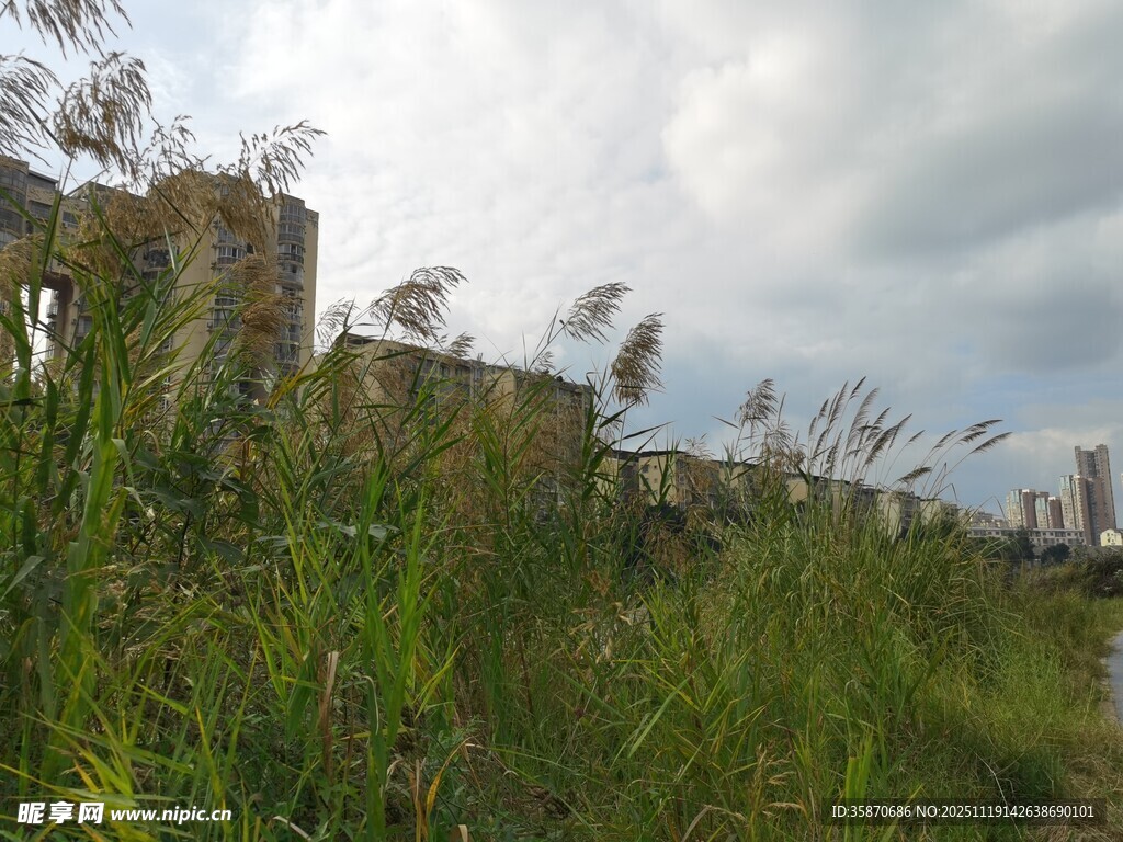 荒废建筑旁的茂盛野草