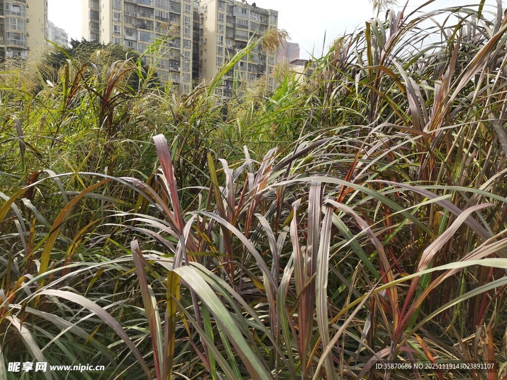 城市边的斑斓植物景观