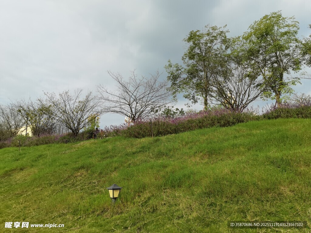 绿意盎然的山坡景致