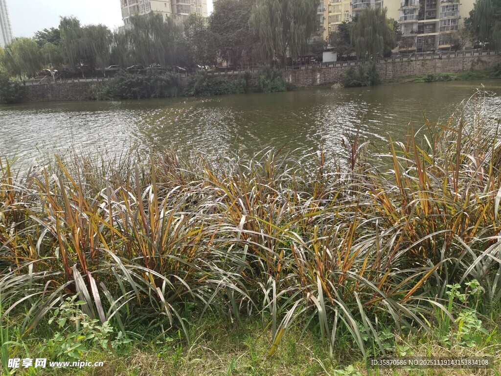 湖畔枯黄水草与宁静湖水