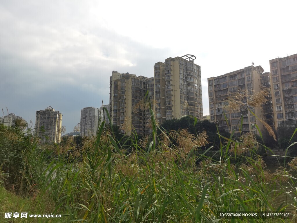 荒废高楼旁的杂草景观