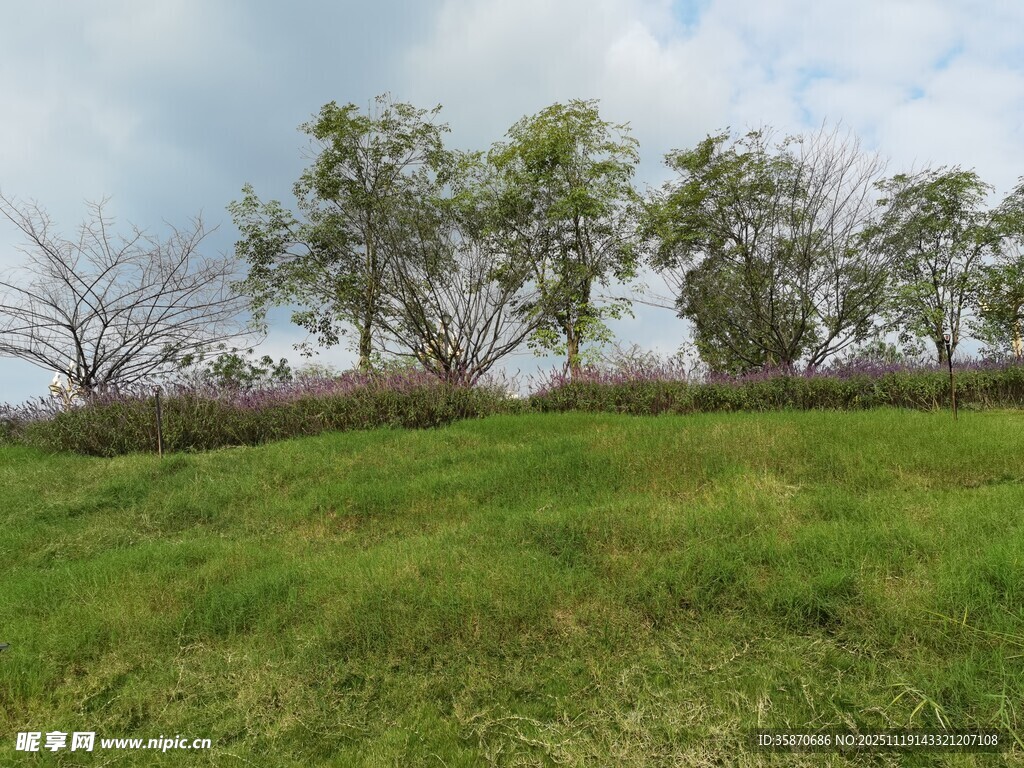 绿意盎然的草地与树木