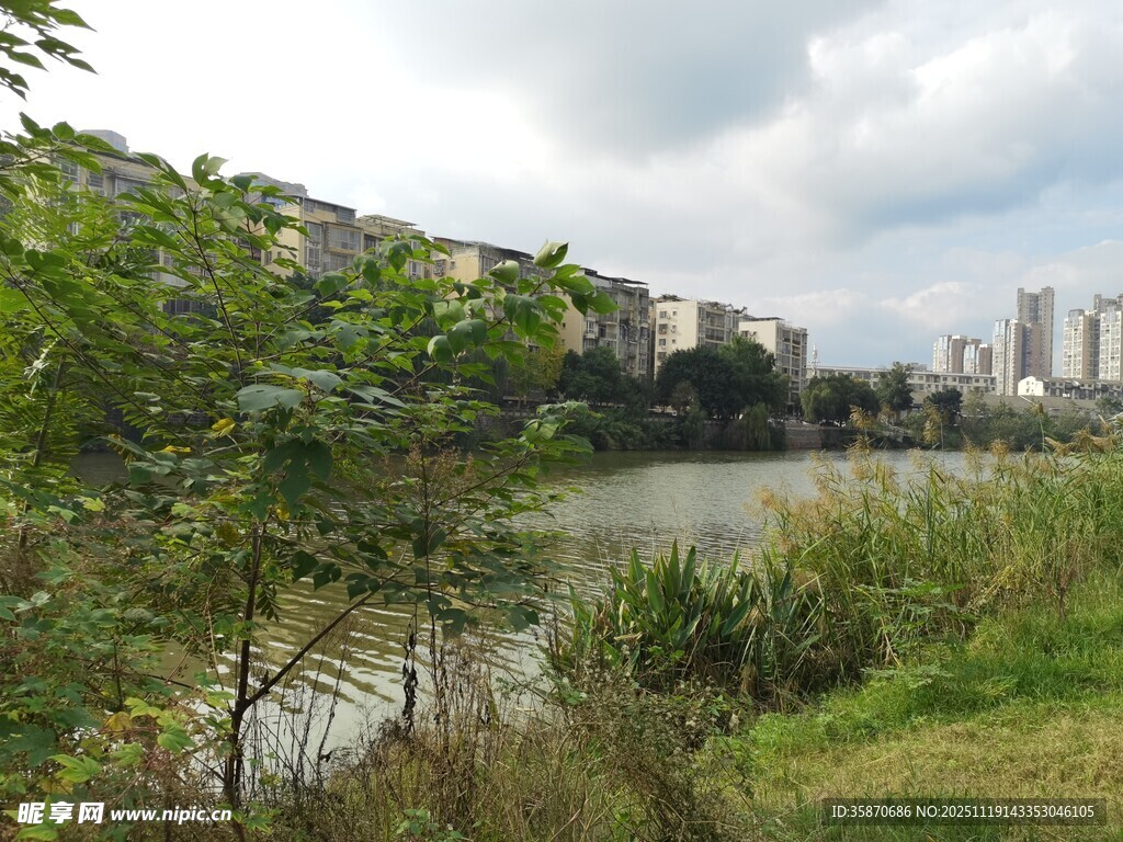 湖畔绿植与远处高楼景观