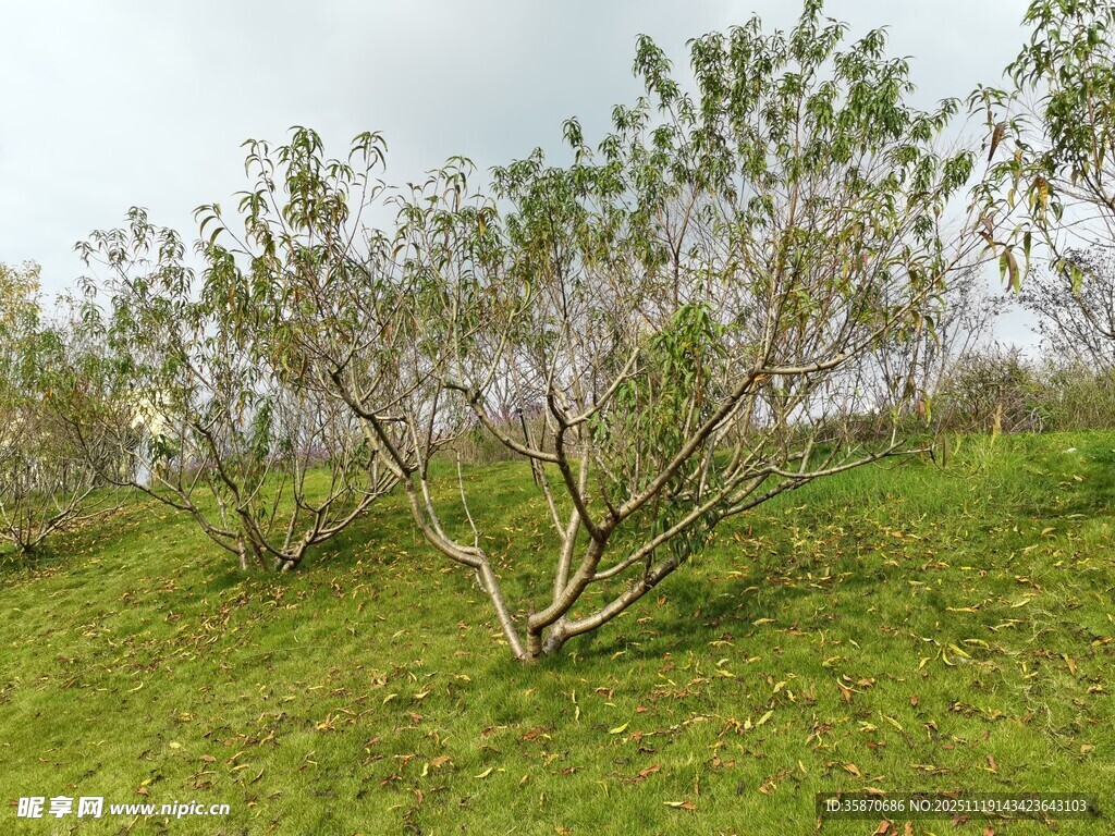 山坡上的绿植与树木