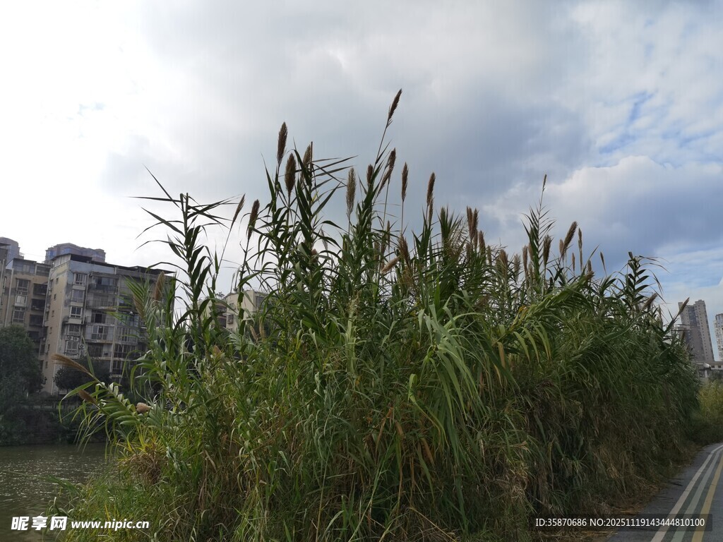 路边繁茂的芦苇与远处建筑