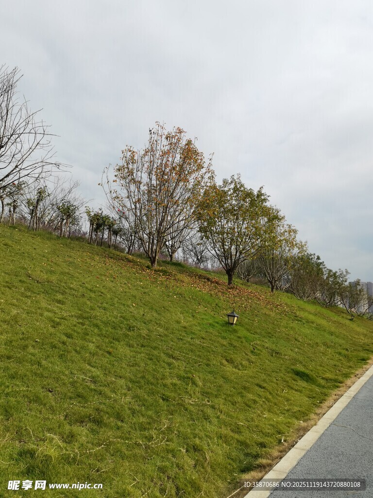 路边绿意盎然的草地景观