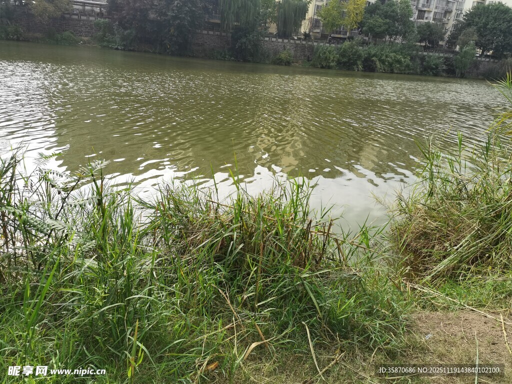 河畔水草与平静水面