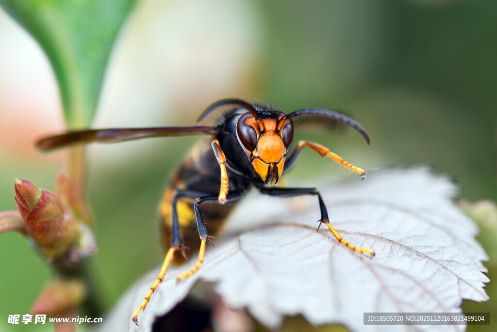 黄蜂特写