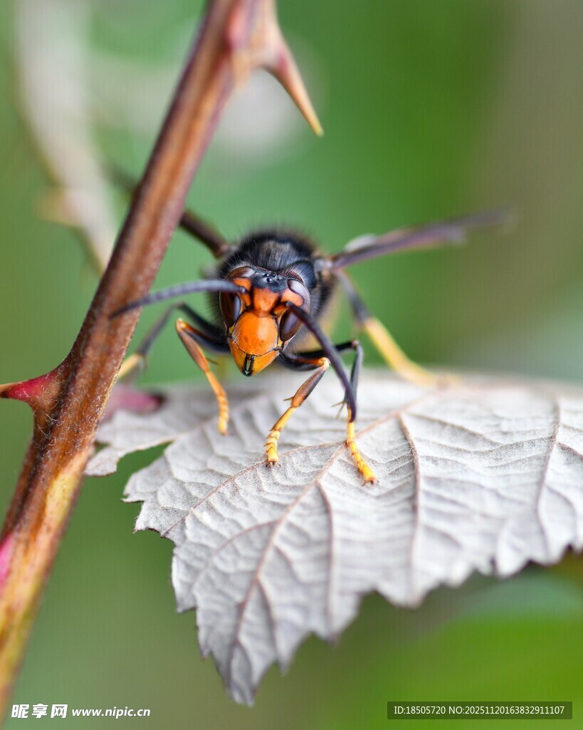 黑蜂停叶上特写